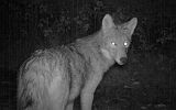 Coyote_100910_0248hrs